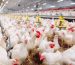 EU-farming-organizations-aghast-at-EFSA-broiler-and-hen-welfare-recommendations